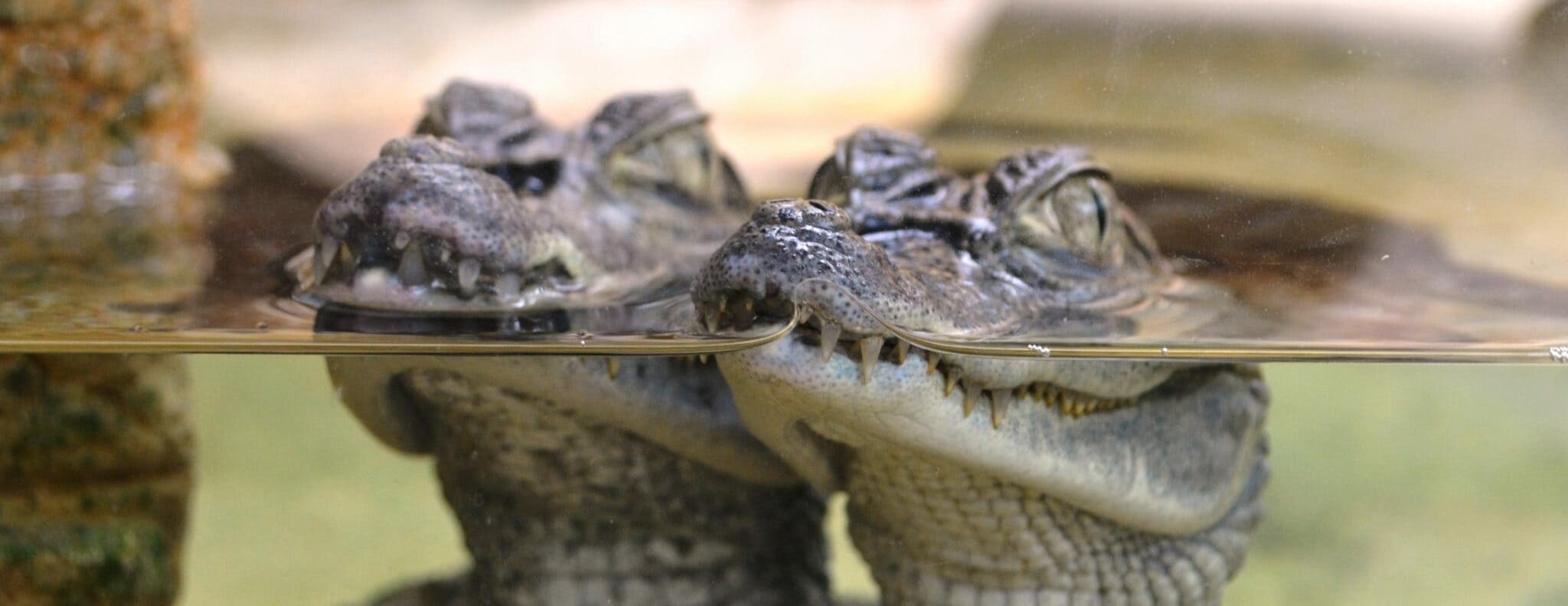 La ferme aux crocodiles de Pierrelatte