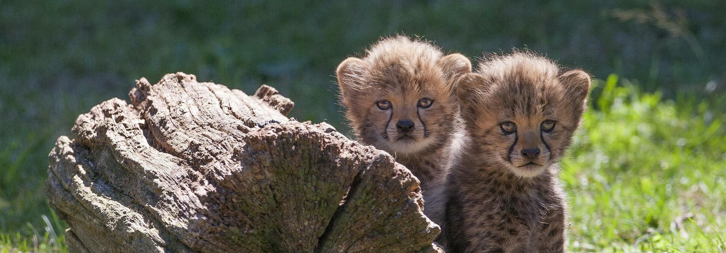 Le safari de Peaugres